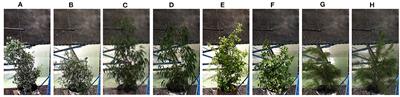 Characterization of Firebrands Released From Different Burning Tree Species
